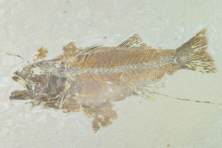Bargain Fossil Fish (Mioplosus) - Uncommon Species #138458